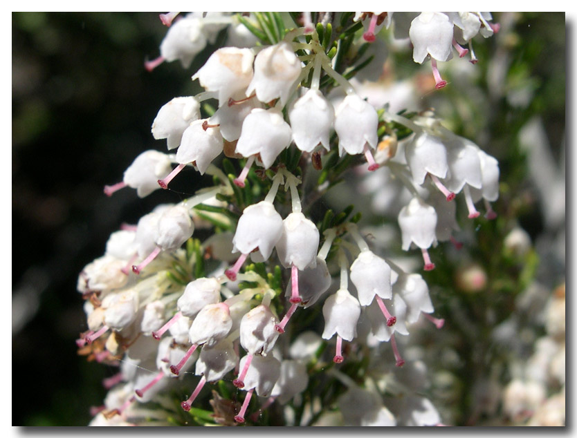 Gariga di Erica multiflora sui monti di Palermo